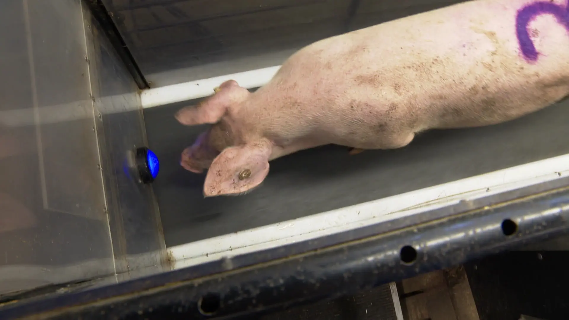 Forschung für mehr Tierwohl: Schweine auf dem Laufband