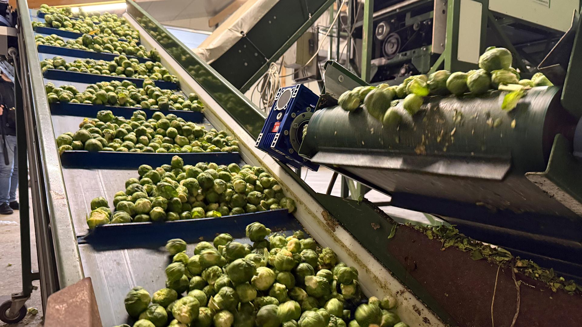 Rosenkohlernte in SH: Konkurrenz aus den Niederlanden