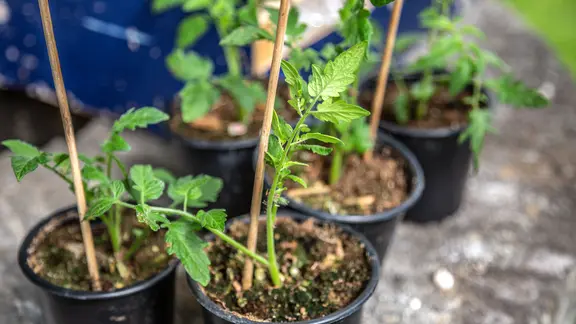 Tomatenstecklinge wachsen in Pflanztöpfen.