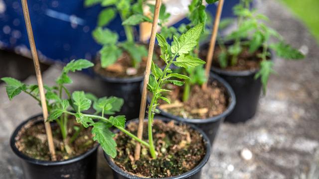 Stauden im Frhjahr pflanzen, pflegen und dngen | ndr.de
