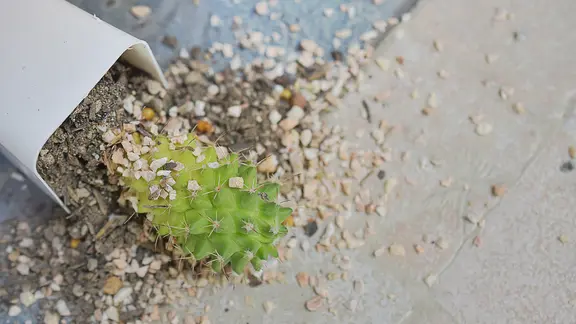 Das Substrat sollte einen hohen Sandanteil haben. Klassische Blumenerde eignet sich nicht. | fotolia, siriboon Kaktus in einem umgekippten Übertopf.