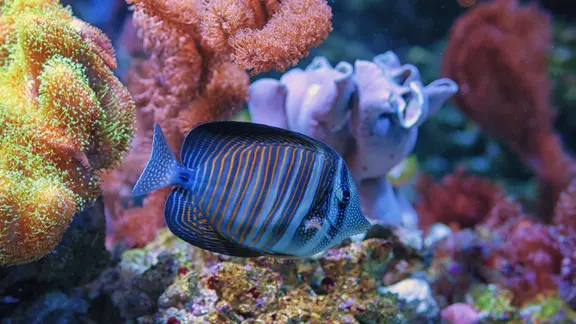 In den Aquarien des Meeresmuseum gibt es auch verschiedene Fische und Korallen zu sehen.