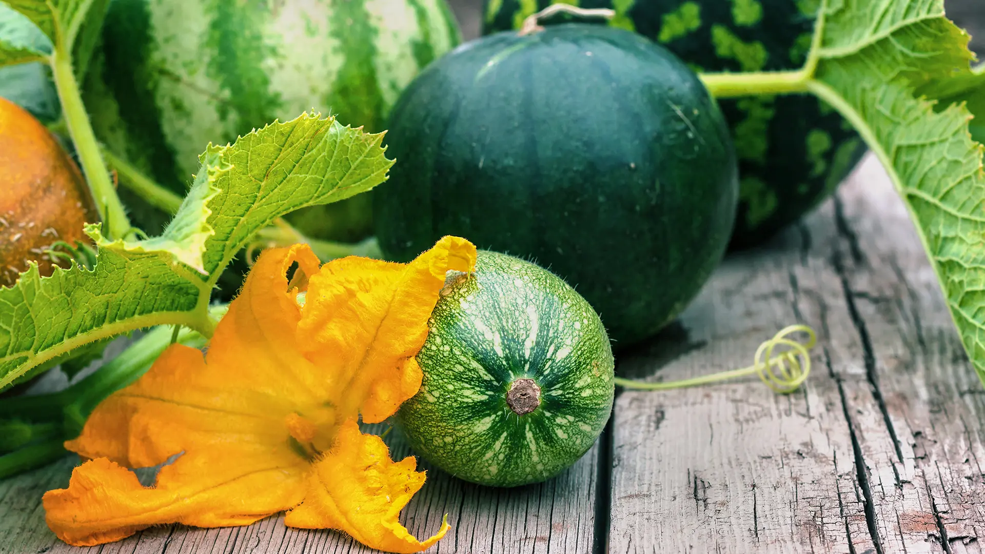 Bitter Taste: Toxic Substances in Zucchini and Cucumbers