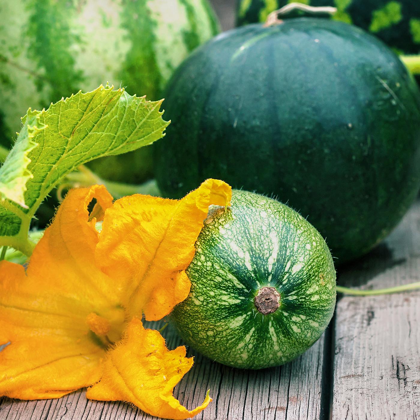 Bitterer Geschmack: Giftige Stoffe in Zucchini und Gurken | ndr.de