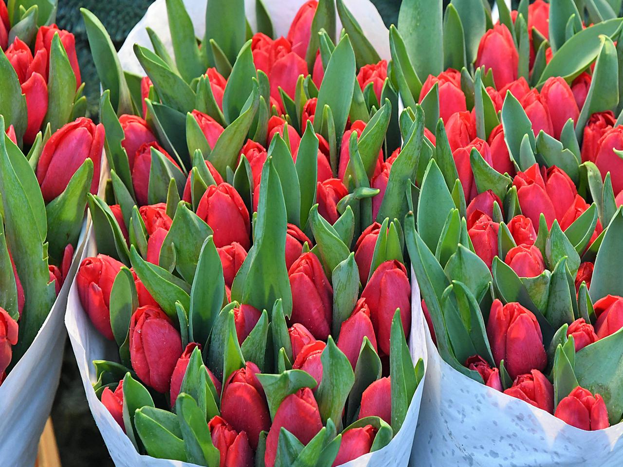 Tulpen pflegen - als Schnittblume und im Beet | ndr.de