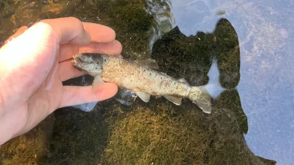Kreis Schleswig-Flensburg: Ein toter Fisch wird aus einem Fluss gefischt.