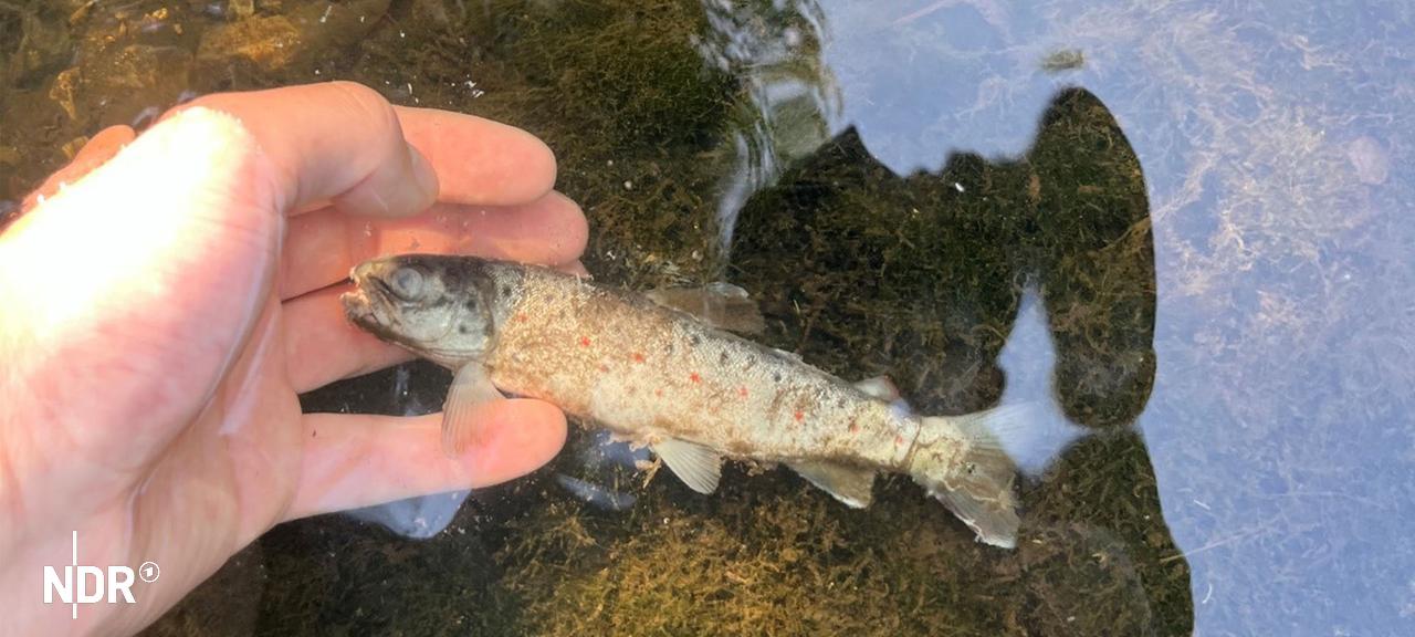 Auf vier Kilometern sind zahlreiche Fische bei Esgrus und Niesgrau verendet. | Kreis Schleswig-Flensburg Kreis Schleswig-Flensburg: Ein toter Fisch wird aus einem Fluss gefischt.