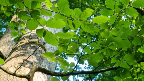 Die Rotbuche (Fagus sylvtica) | ndr.de