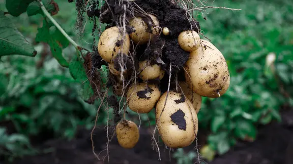 Eine Kartoffelpflanze mit Wurzeln und Knollen wird aus der Erde gezogen.
