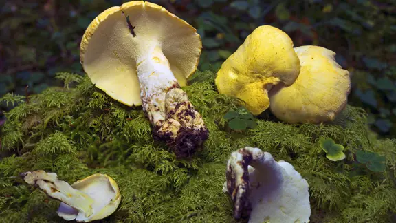 Semmelstoppel -Pilz auf Moss.