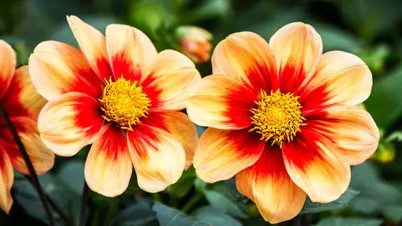 Unendlich vielfltig: Dahlien | ndr.de