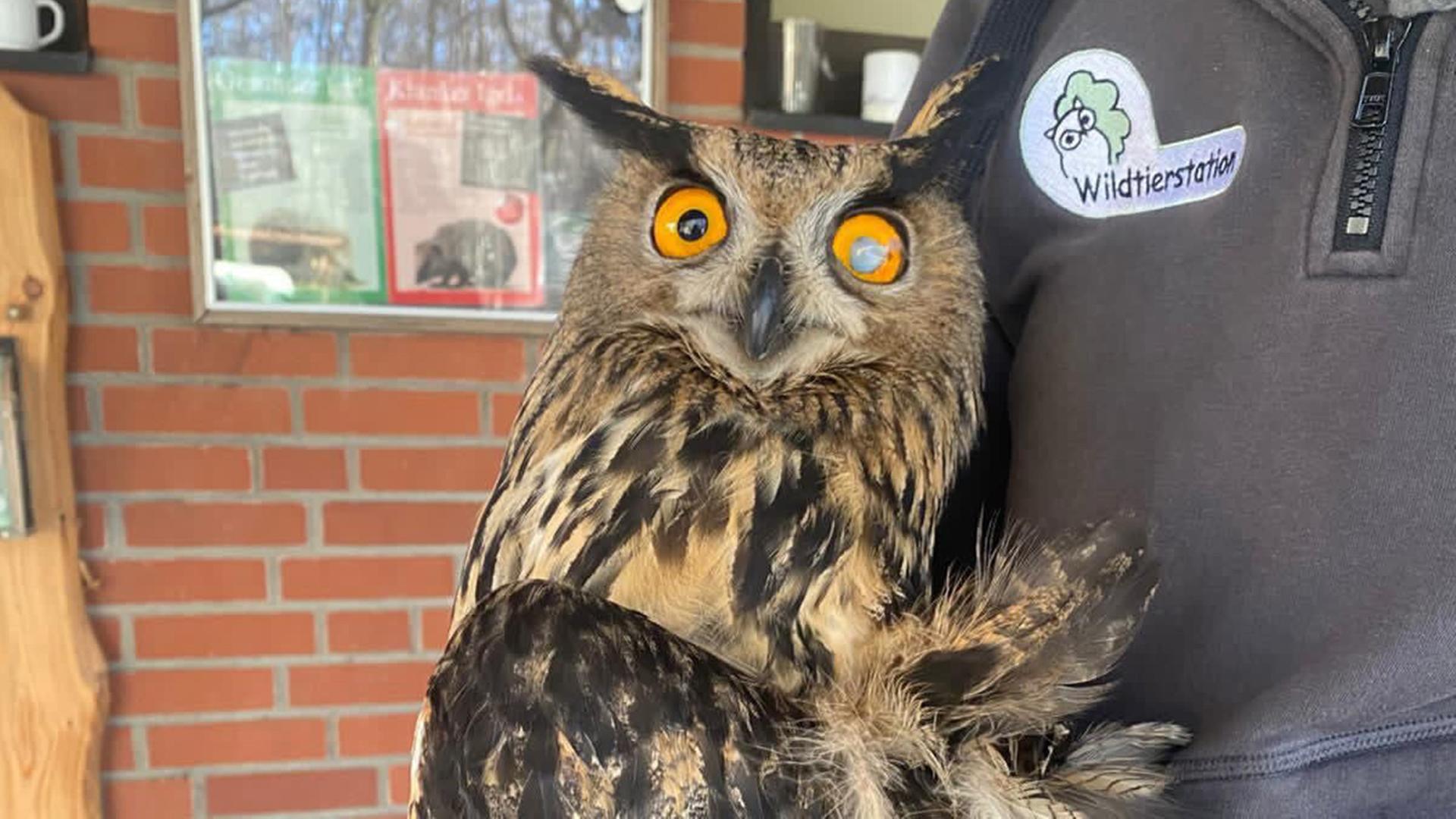 Ein Uhu wird von einer Person auf dem Arm gehalten und schaut in die Kamera. | Polizeiinspektion Osnabrück