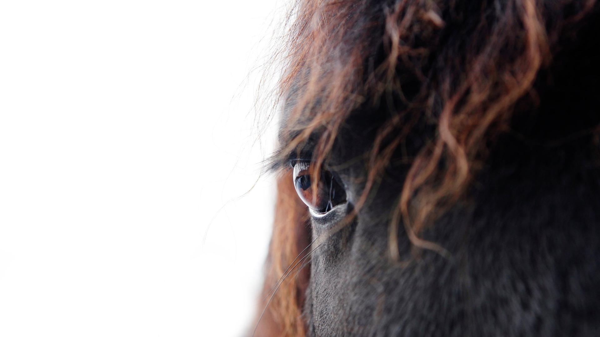 Das Auge eines Pferdes.   | picture alliance / Pflügler Photo/Shotshop | Pflügler Photo