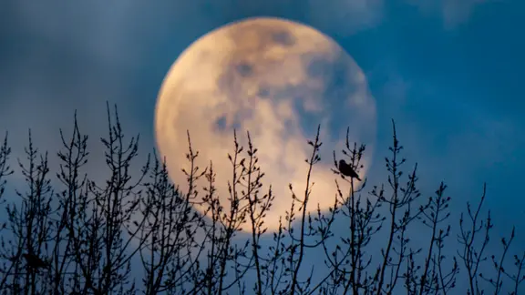 Ein Vogel sitzt vor dem Vollmond auf einem Zweig.