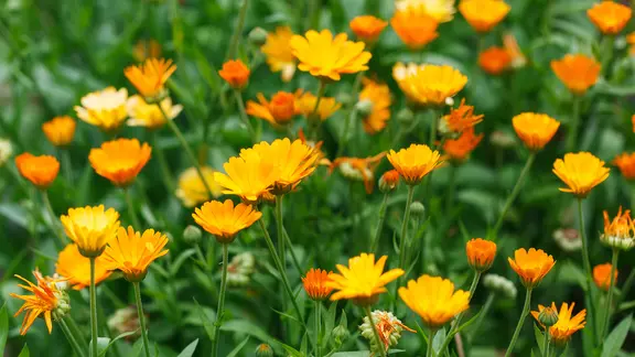 Blühende Ringelblumen in einem Beet.