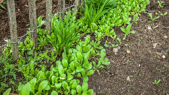 Ringelblume aussen: Vielseitige Garten- und Heilpflanze | ndr.de