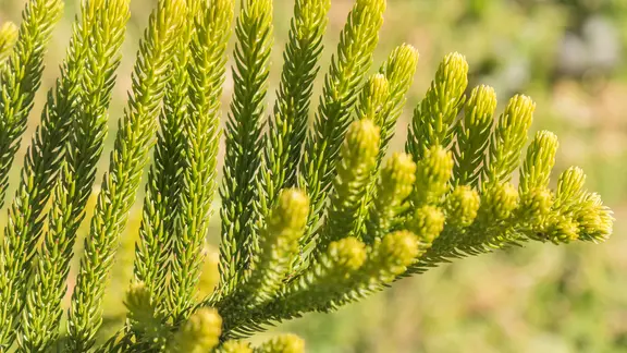 Zimmertanne: Wie man eine Norfolk-Aurakarie richtig pflegt | ndr.de