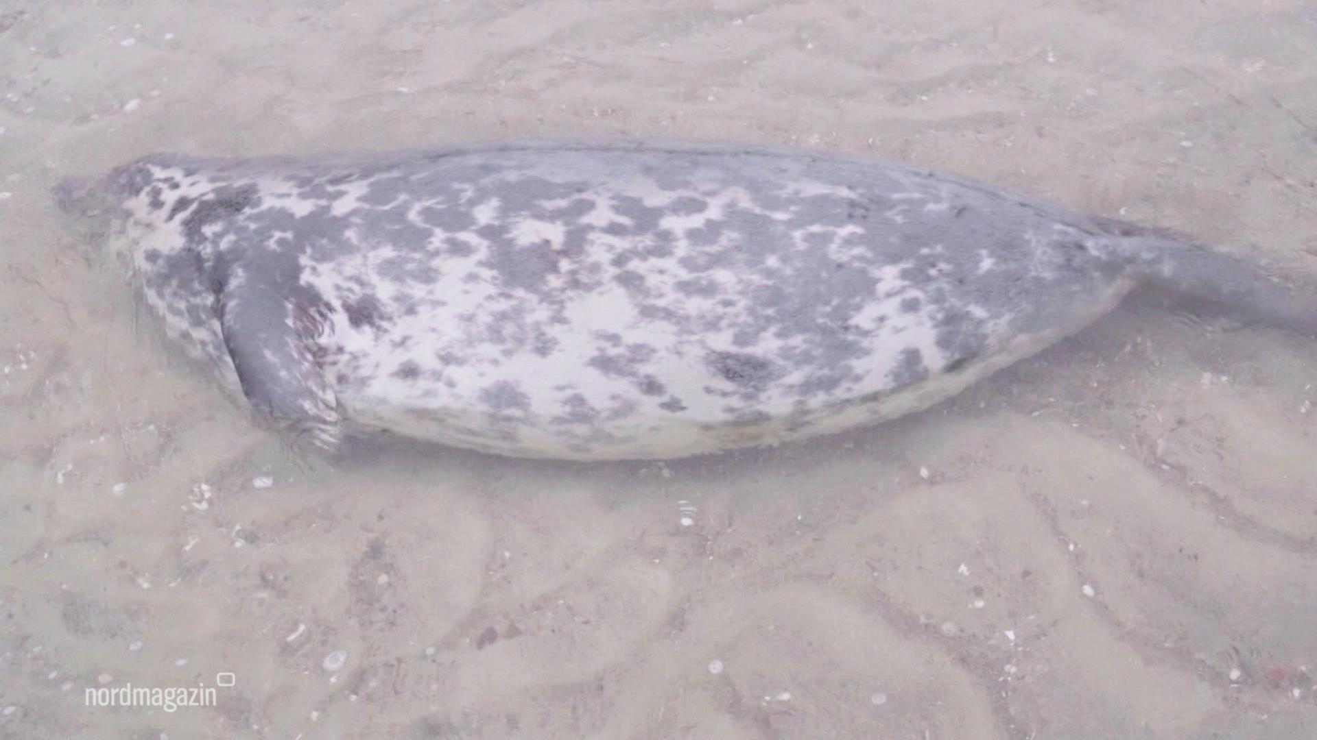 Robbensterben im Herbst 2024 in der Ostsee weiter ungeklärt