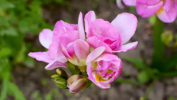 Der Duft von Freesien ist auch in manchen Parfums enthalten. | PantherMedia, Sarah Marchan Rosafarbene Blüten einer Freesie