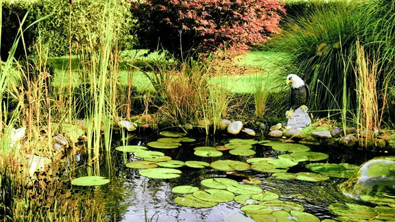 Der herbstliche Gartenteich von Klaus-Dieter Rasch aus Rostock lädt zu gemütlichen Stunden ein. Obwohl der Herbst schon Einzug hält, strahlt der Garten in Stäbelow immer noch herrlich grün.
