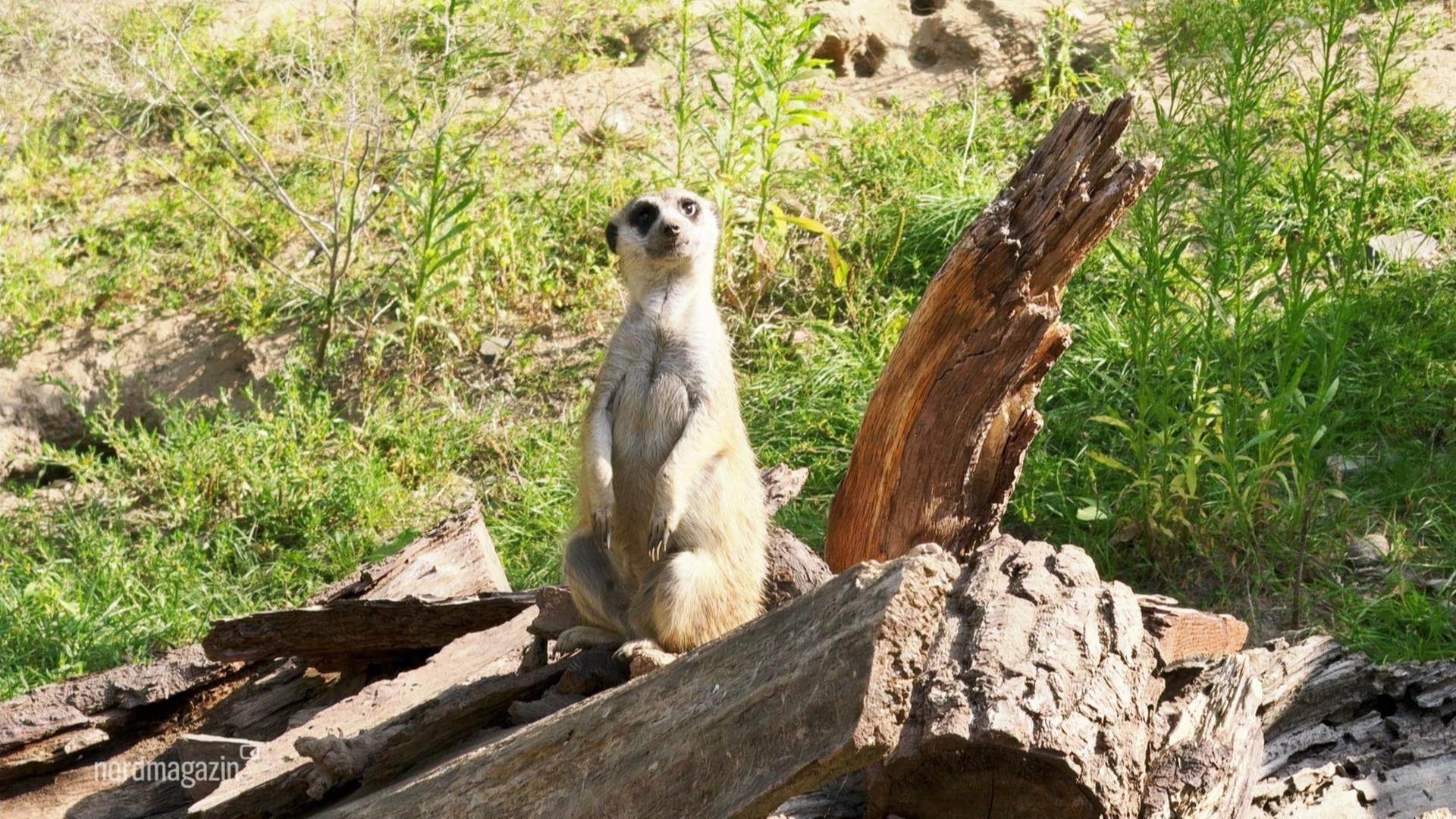 Landeszootag: Freier Eintritt für Kinder in Zoos und Tierparks