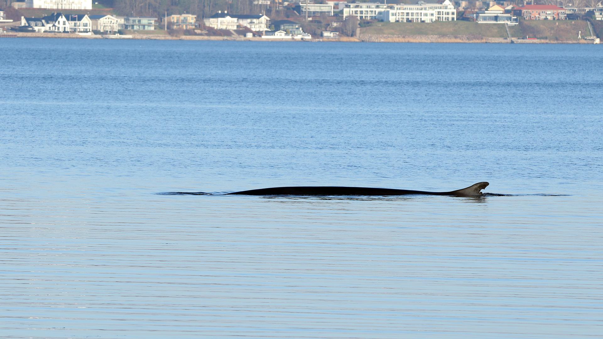 Finnwal vor Travemünde gesichtet
