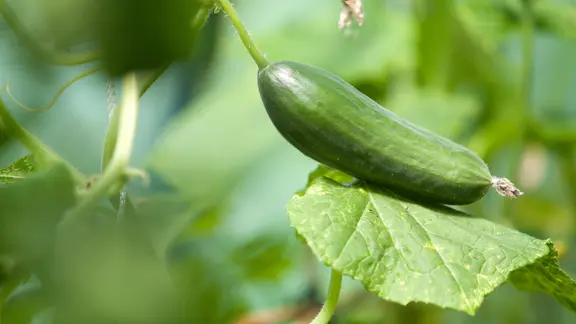 Eine Gurkenpflanze mit Frucht