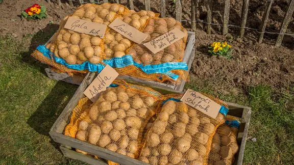 Verschiedene Säcke mit Frühkartoffeln
