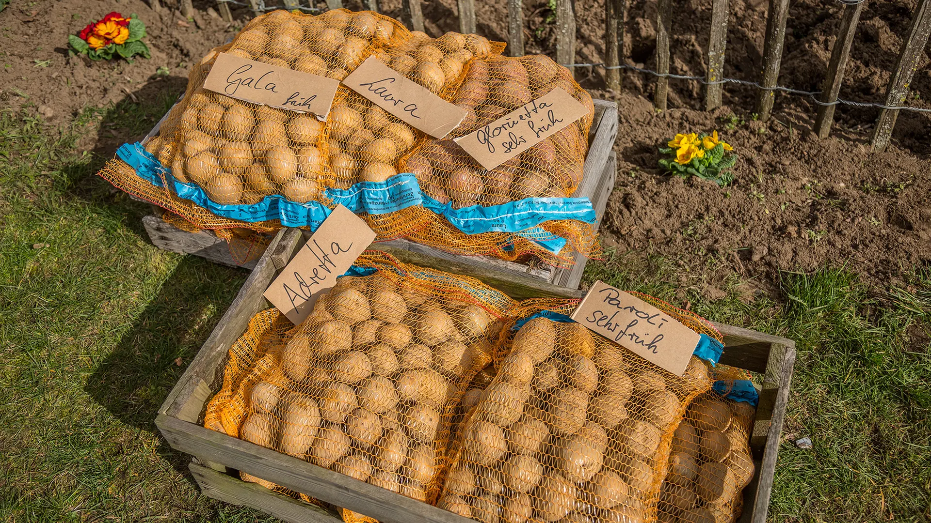 Planting potatoes - | in the garden and in pots