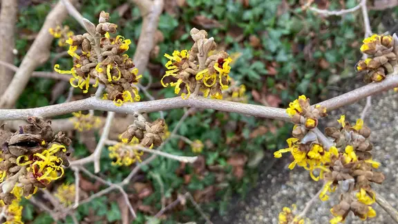 Zaubernuss im Berggarten