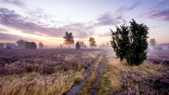 Wanderweg im Wacholderwald Schmarbeck