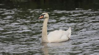 Ein Schwan mit einem Angelhaken im Schnabel schwimmt in einem See.