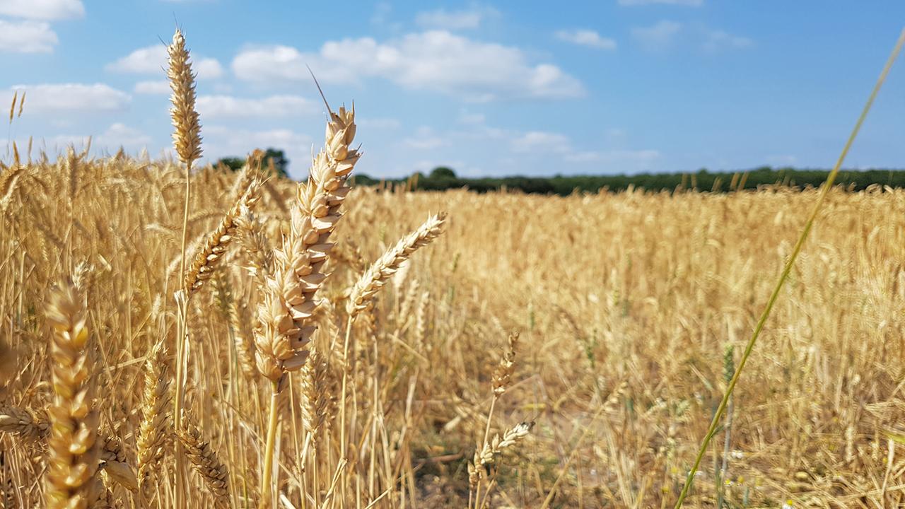 Ein trockenes Weizenfeld