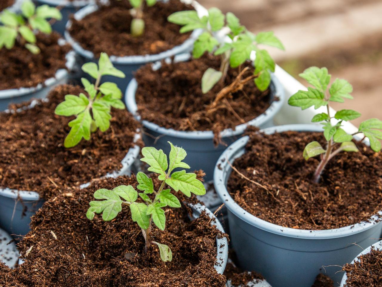 Gartenkalender: Was im Mrz zu tun ist