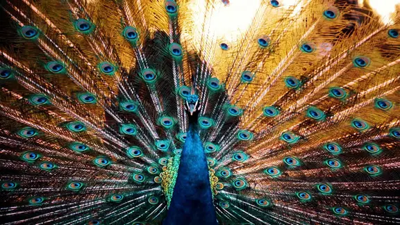 Ein Pfau präsentiert sein Gefieder.