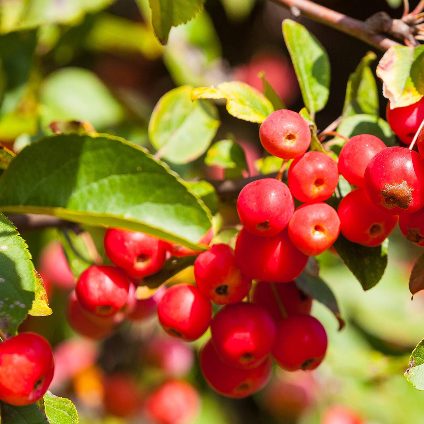Zierapfel pflanzen: Essbare Frchte und Farbenpracht im Garten | ndr.de