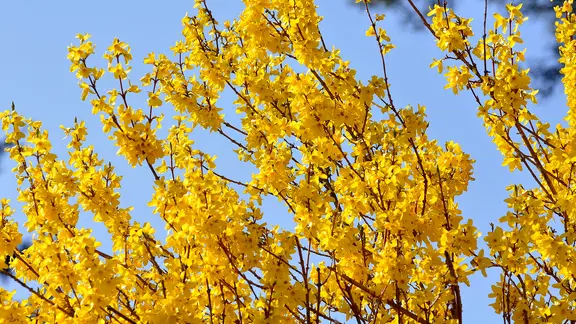 Forsythien | Fotolia, M. Schuppich Forsythien