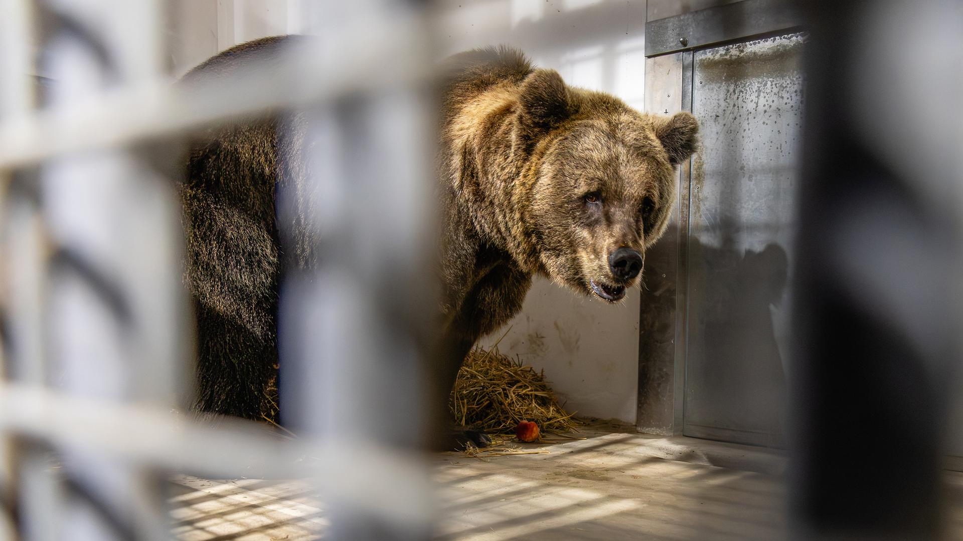 Bären aus Ukraine von Kappelner Tierschützern gerettet