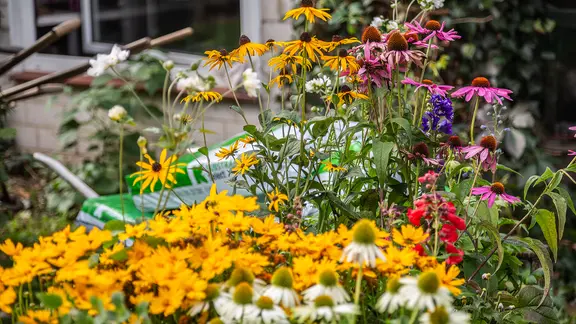 Herbststauden pflanzen: ppige Farbpracht im Garten | ndr.de
