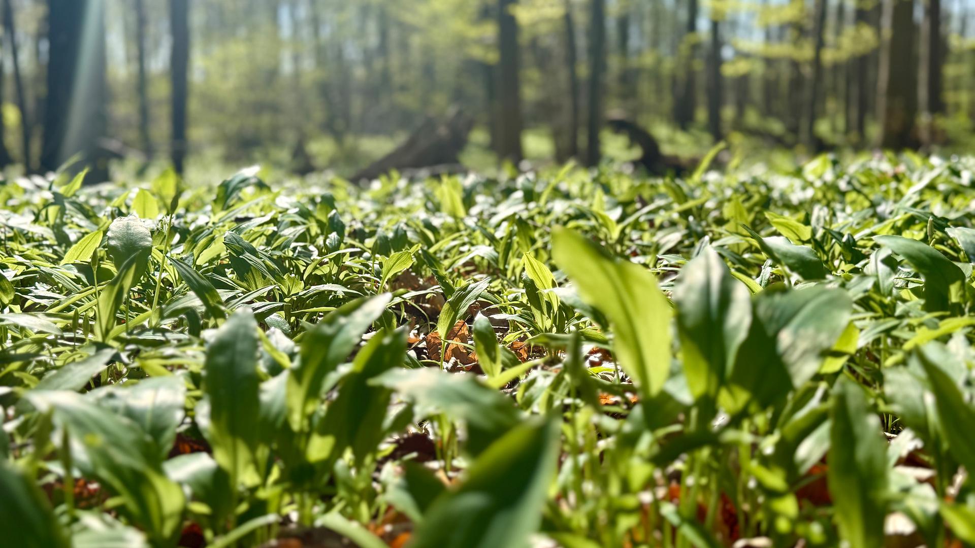 Bärlauch-Boom: Wie „Plünderungen“ ein Naturparadies gefährden