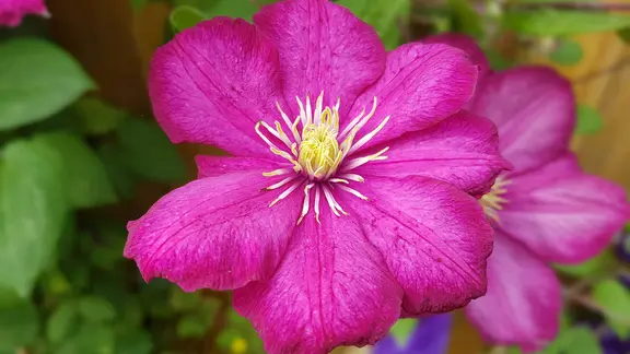 Rosafarbene Clematisblüte der Sorte 'Ville de Lyon'