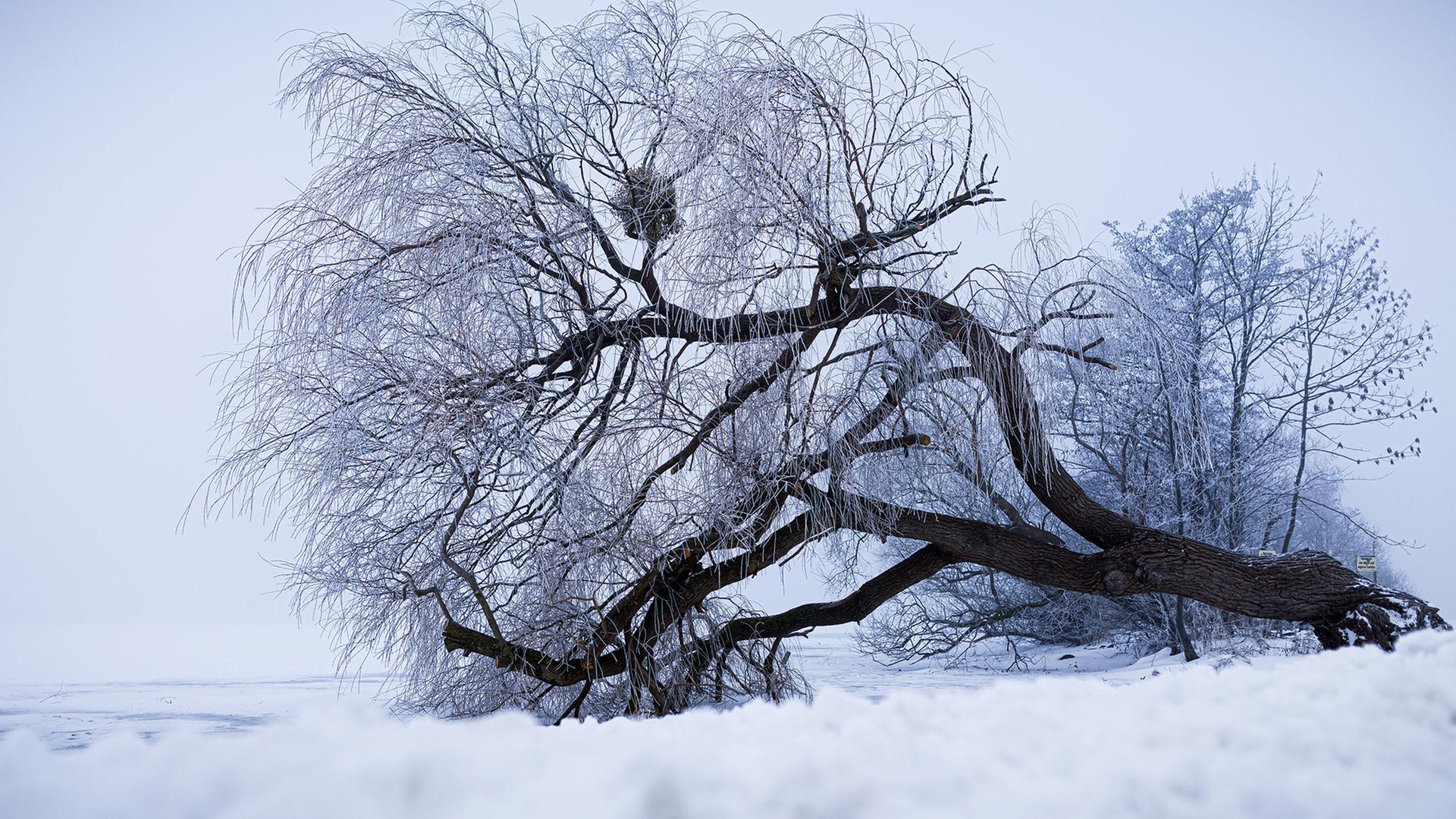 Ein Baum ragt bei nebeligem, frostigen Wetter in das zugefrorene Steinhuder Meer in der Region Hannover. | dpa, Moritz Frankenberg