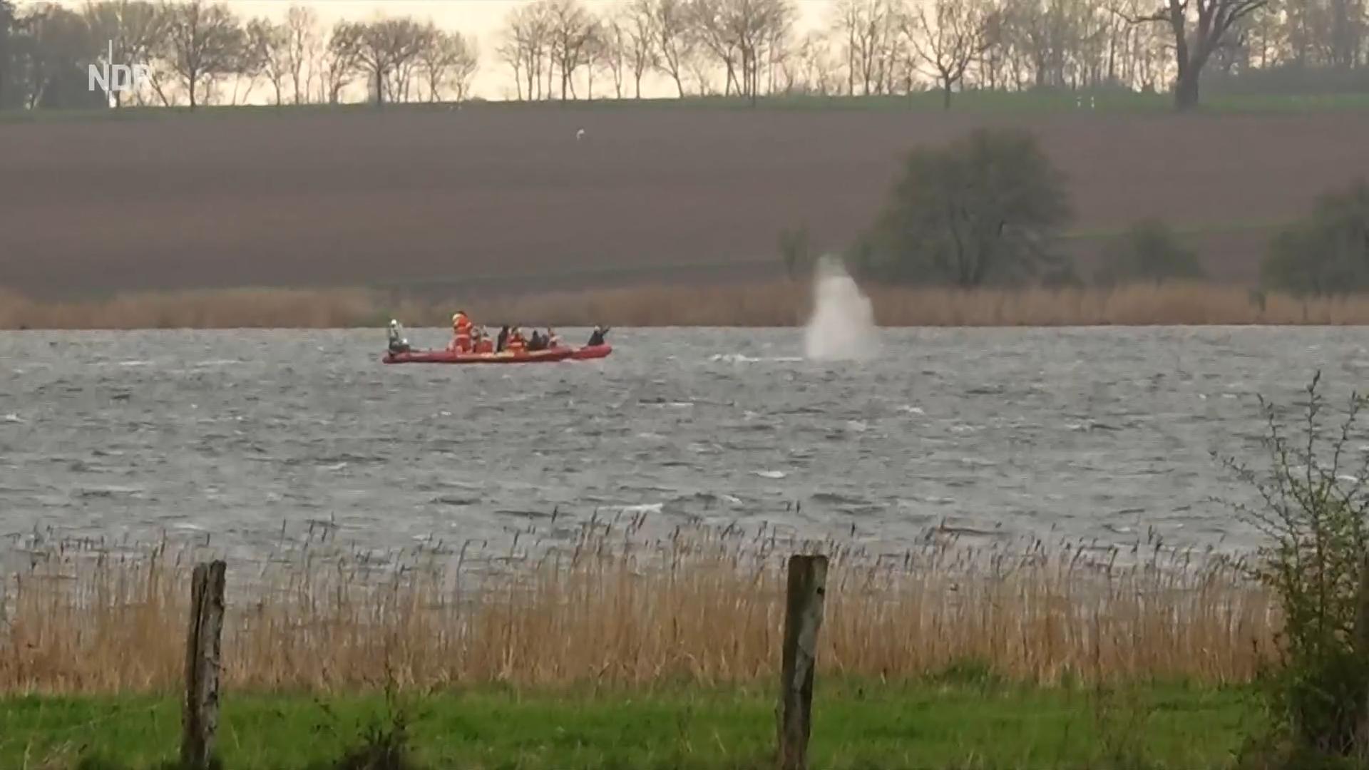 Rettungsversuch fÃ¼r Ostsee-Wal | NDR