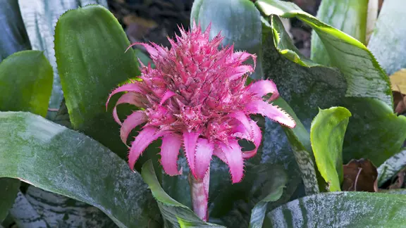 Bromelien brauchen einen hellen Platz am Fenster. Sie sind sehr pflegeleicht und benötigen nur ab und an Wasser und Nährstoffe. | picture alliance/Mary Evans Picture Library, David C Dixon / ardea.com Eine Bromelie (Aechmea fasciata) mit pinkfarbener Blüte.