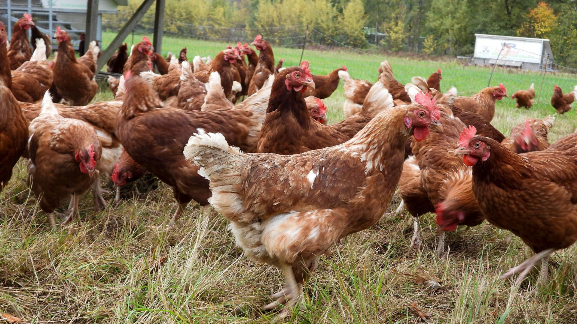 Vogelgrippe: Hamburg verhängt ab Freitag Stallpflicht