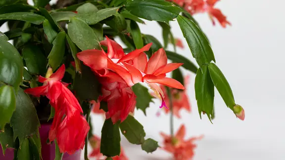 Rote Blüten an einem Weihnachtskaktus in Nahaufnahme.