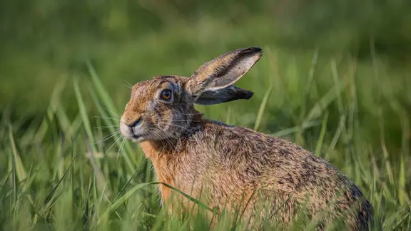 Ein Feldhase genießt die warmen Frühlingsstrahlen. | NDR , Clemens Meyer aus Greifswald Ein Feldhase inmitten einer grünen Wiese.