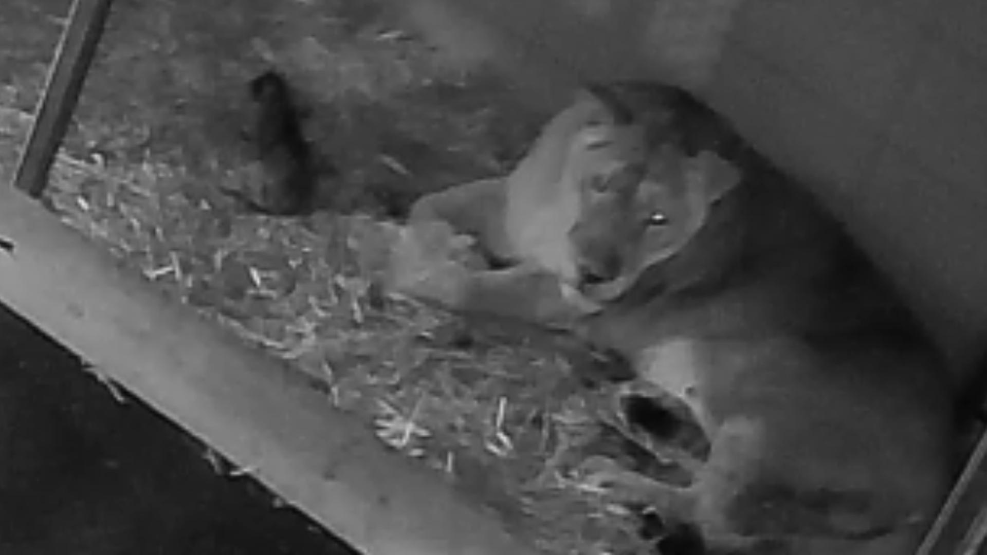 Löwenjungtier stirbt nach nur zwei Wochen im Schweriner Zoo