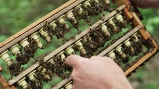 Instrumentelle Besamung im Bienenzuchtzentrum in Bantin