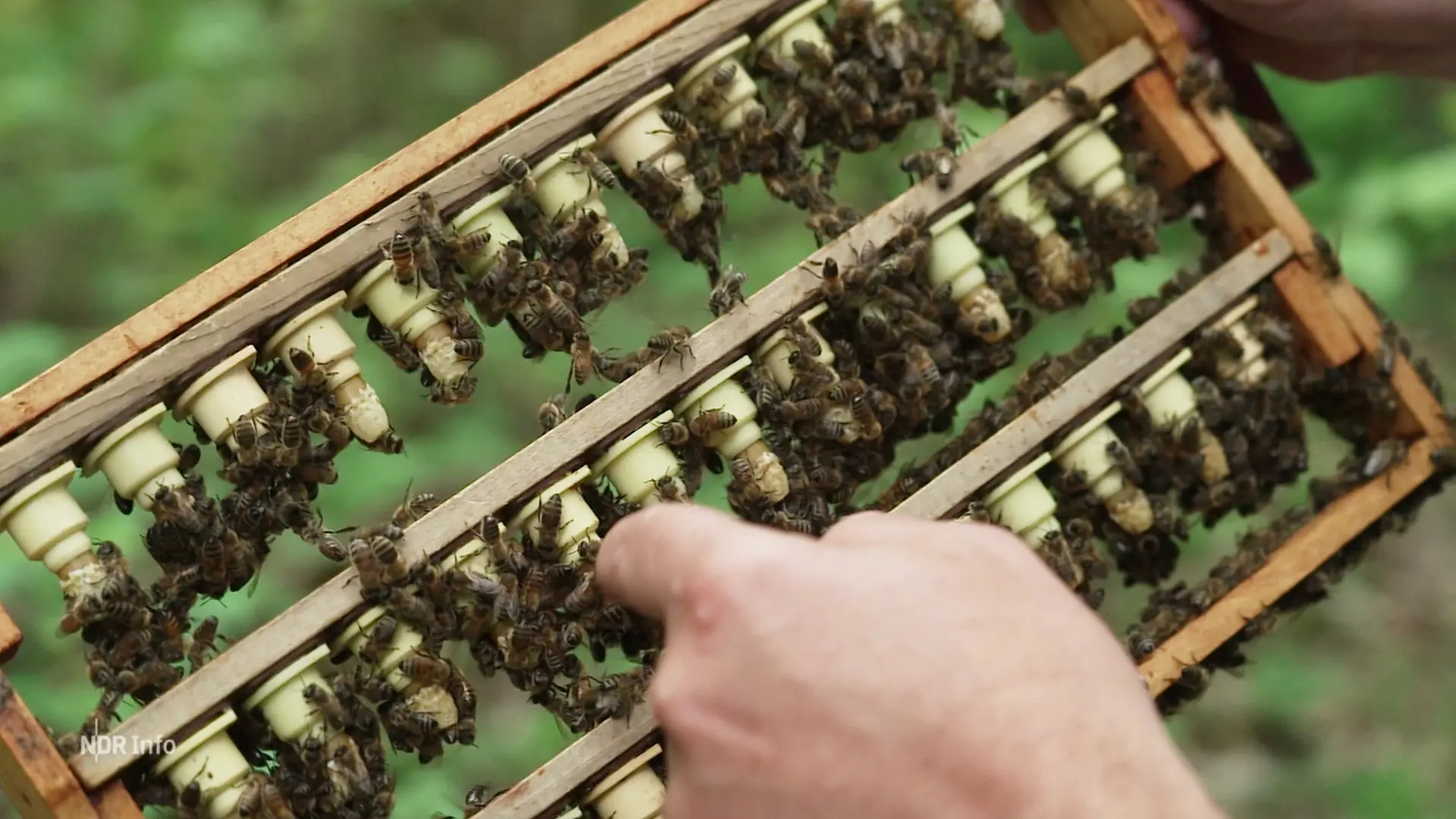 Instrumentelle Besamung im Bienenzuchtzentrum in Bantin